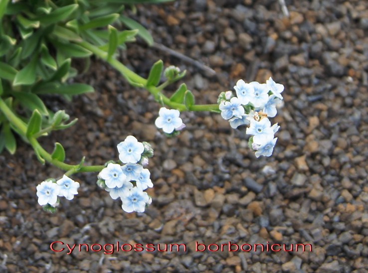 Myosotis de Bourbon