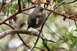 Oiseau blanc-2