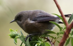 Oiseau blanc-3