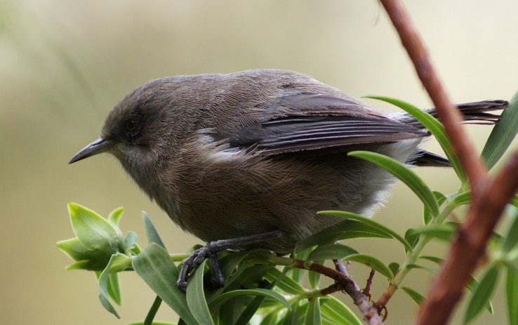 Oiseau blanc-3