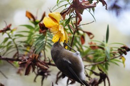 Oiseau blanc-4