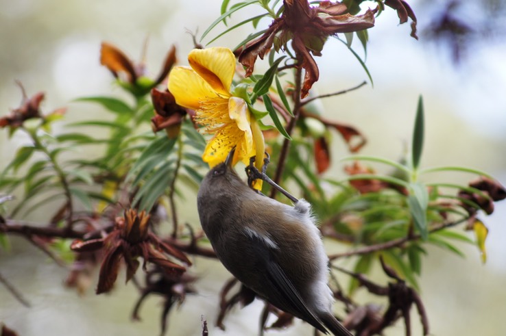 Oiseau blanc-4