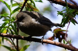 Oiseau blanc