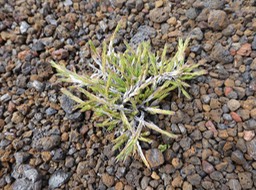 Panicum lycopodioides