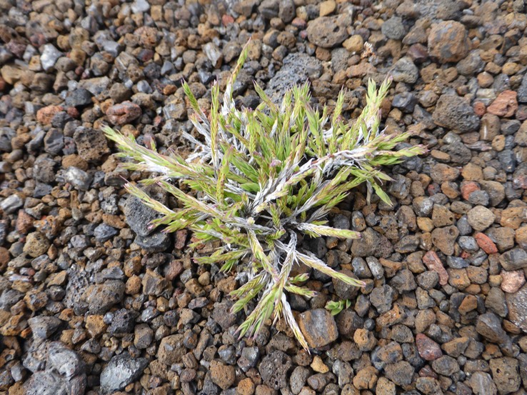 Panicum lycopodioides