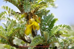 Petit Tamarin des hauts- Sophora denudata-Fabacée - B