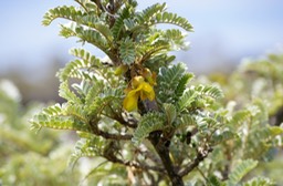 Petit tamarin des hauts- Sophora denudata- Fabacée-B