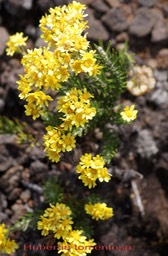 Petite Ambaville blanche- Hubertia tomentosa conyzoides- Astéracée-B