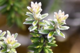 Phylica nitida
