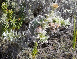 Psiadia argentea - Astéracée- B