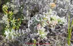Psiadia argentea- Astéracée-B