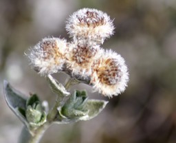 Psiadia argentea-2