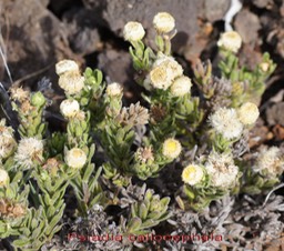 Psiadia callocephala- Astéracée-B
