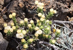 Psiadia callocephala