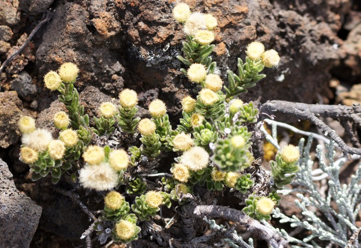 Psiadia callocephala