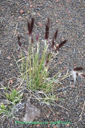 Queue de mimite- Pennisetum caffrum Poacée - I