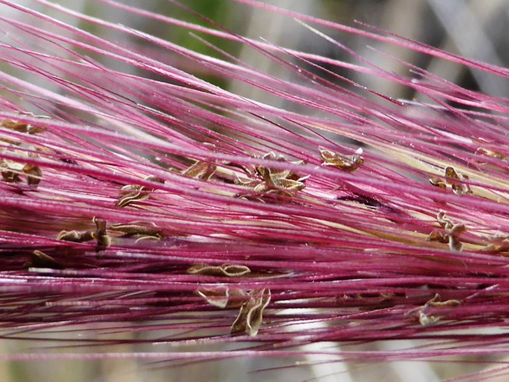 Queue de mimite (1)