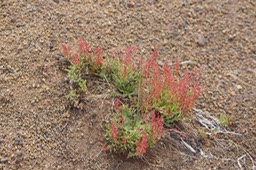 Rumex angiocarpus- exo