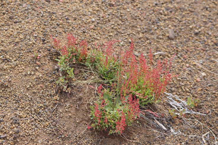 Rumex angiocarpus- exo