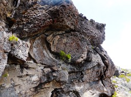 tête de stegosaure (2)