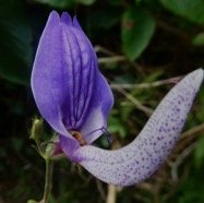 Brillantaisia owariensis.JPG