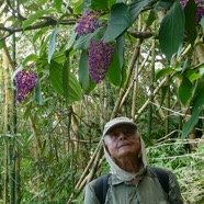 Medinilla magnifica (1).JPG