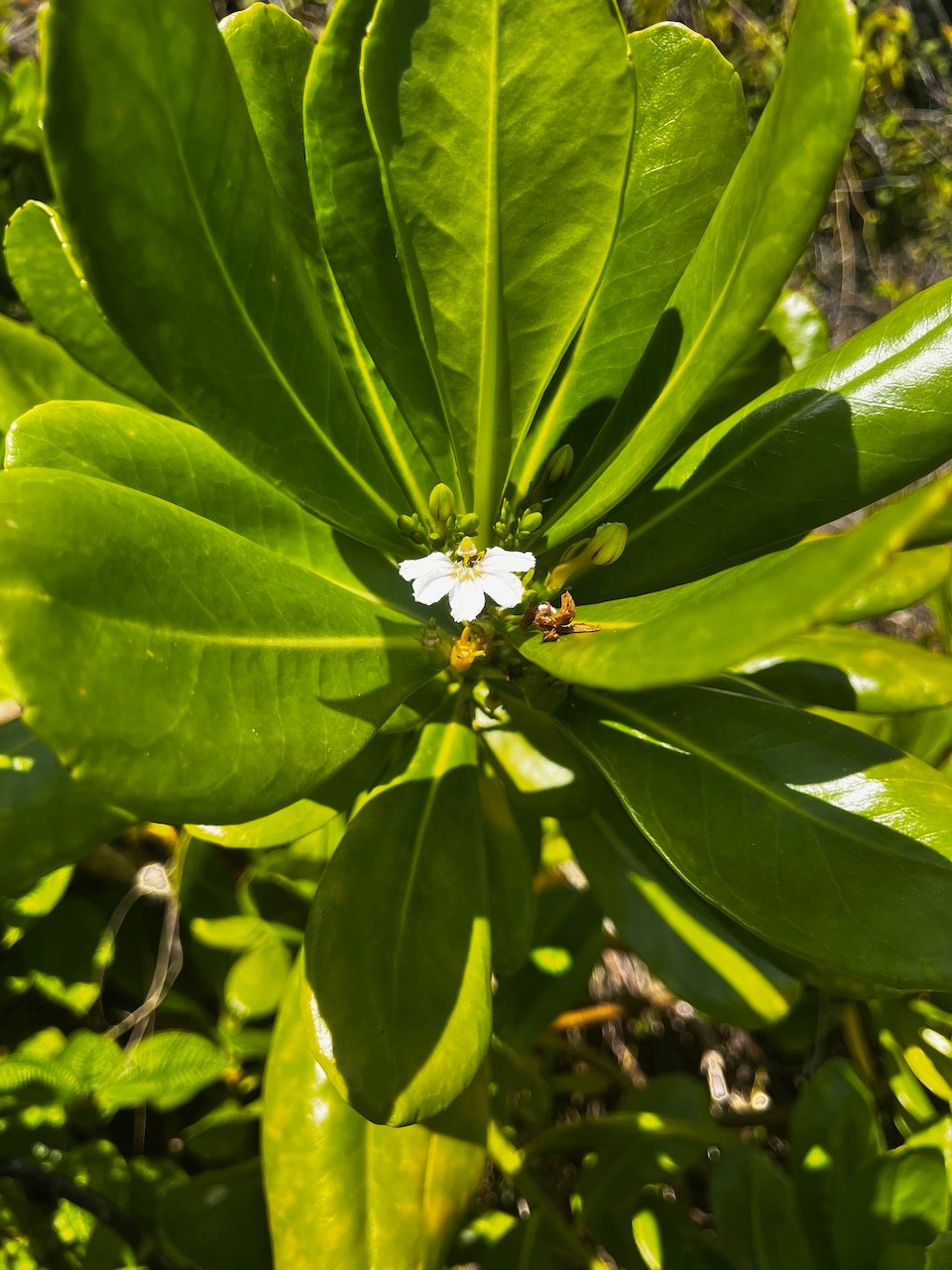 5. Scaevola taccada - Manioc bord de mer - GOODENIACEE&nbsp; Indigène.jpeg