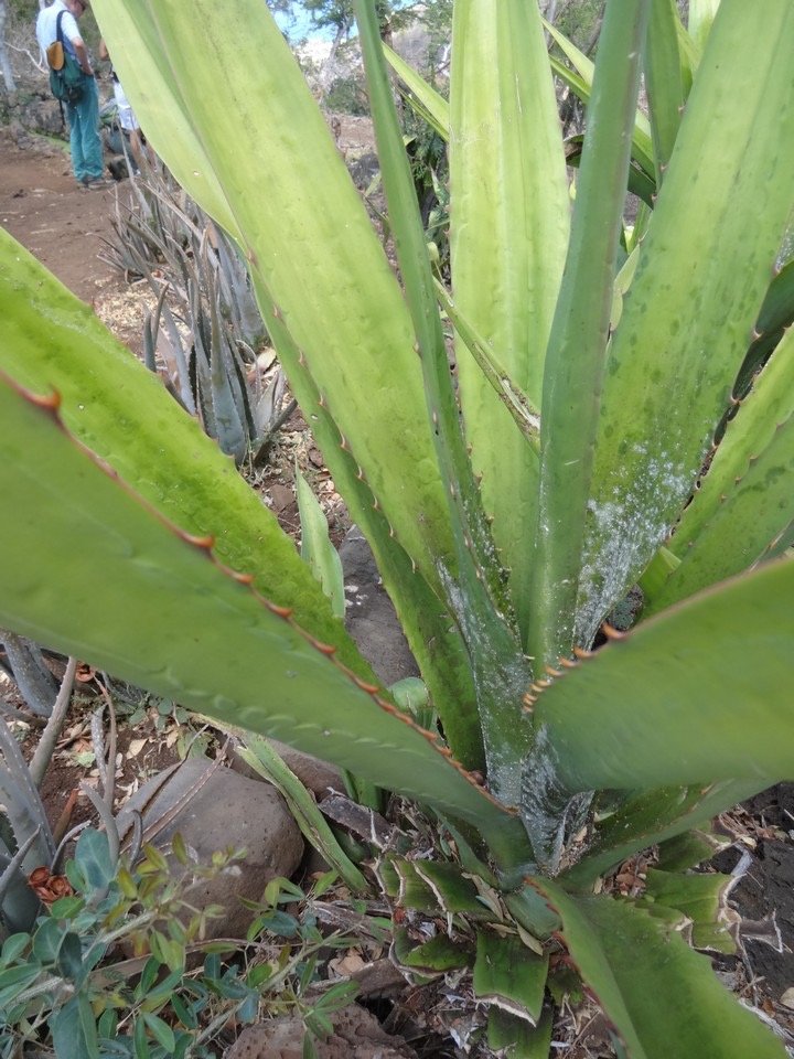 07 2 Agave Choca Cadère Asparagaceae DSC06576