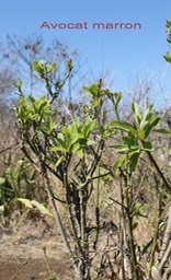 Avocat marron- Litsea glutinosa - Lauracée - exo