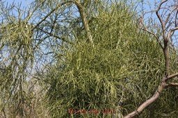 Bois de lait - Euphorbia tirucalli - Euphorbiacée - exo