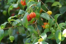Cerise à côtes-Intrus