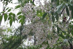 DSC00870