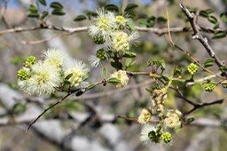 Fleurs du Tamarin de l'Inde- Pithecellobium dulce- Fabacée - exo