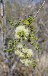 Fleurs du Tamarin de l'Inde -Fabacée - exo