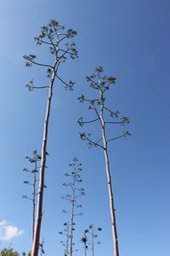 Inflorescences du Choca vert