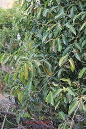 Jamblon- Syzygium cumini - Myrtacée - exo