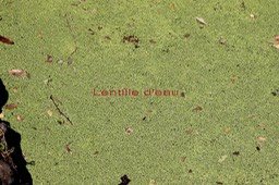Lentille d'eau- Lemna perpusilla- exo