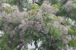 Les fleurs du  Lilas de Perse