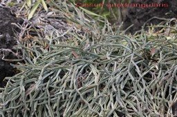 Liane carrée - Cissus quadrangularis - Vitacée - exo