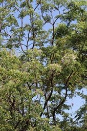 Lilas de Perse