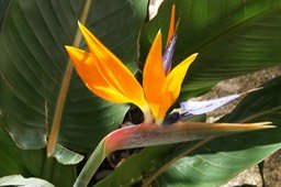 Oiseau de paradis-Intrus