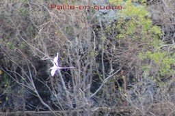 Paille-en-queue Ravine Saint Gilles