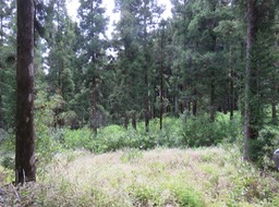 11. La forêt clairsemée de Cryptomeria et ses invasives