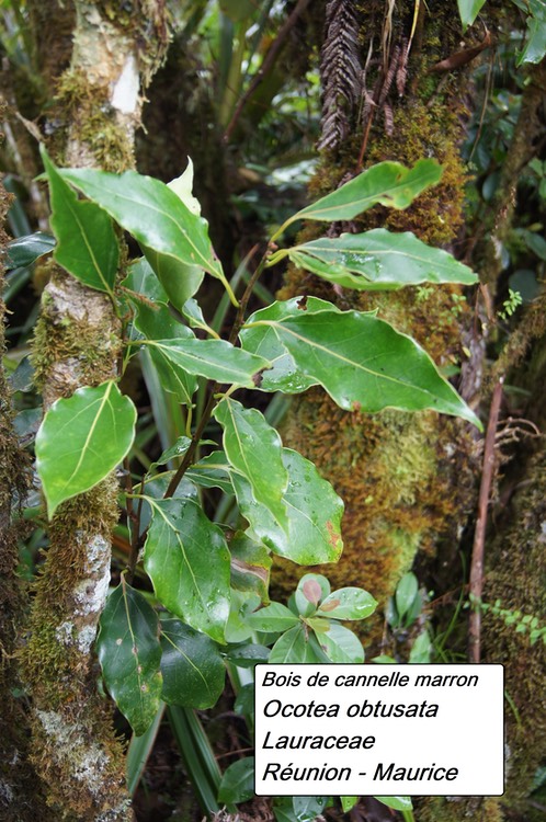 bc27- Ocotea obtusata