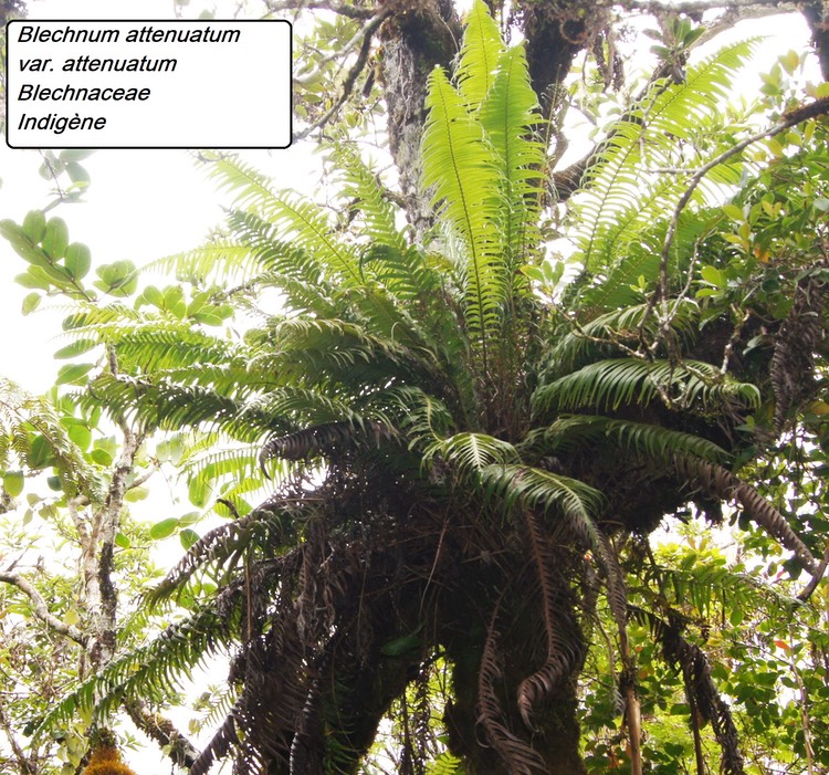 bc39- Blechnum attenuatum