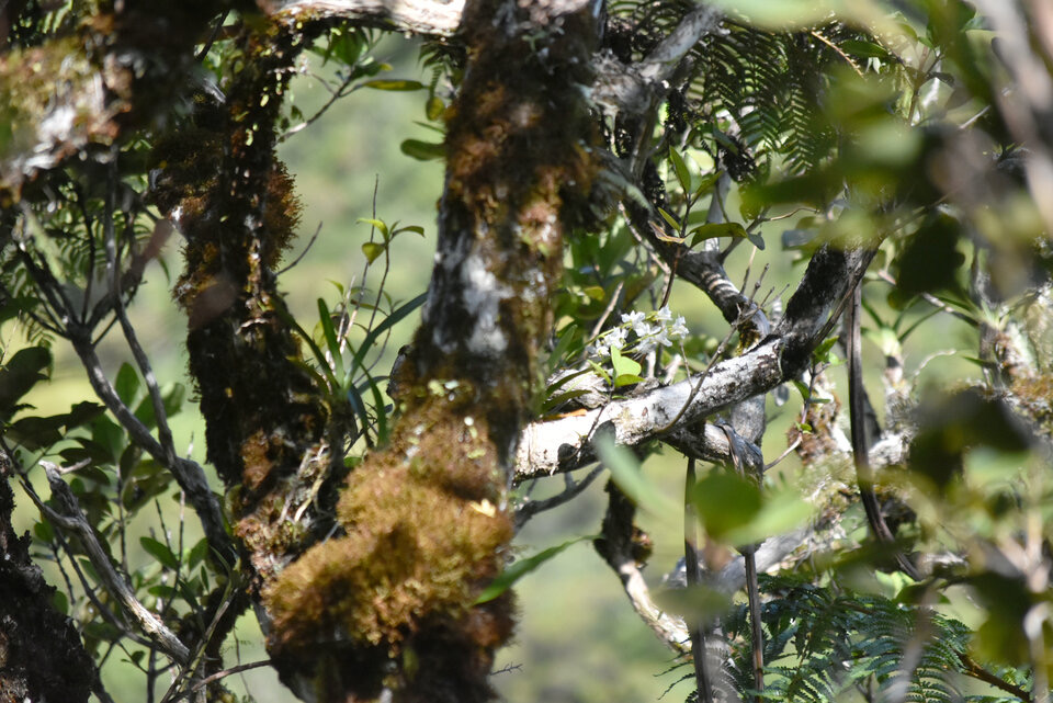 Beclardia macrostachya - Muguet - EPIDENDROIDEAE - Indigène Réunion - MB2_8395