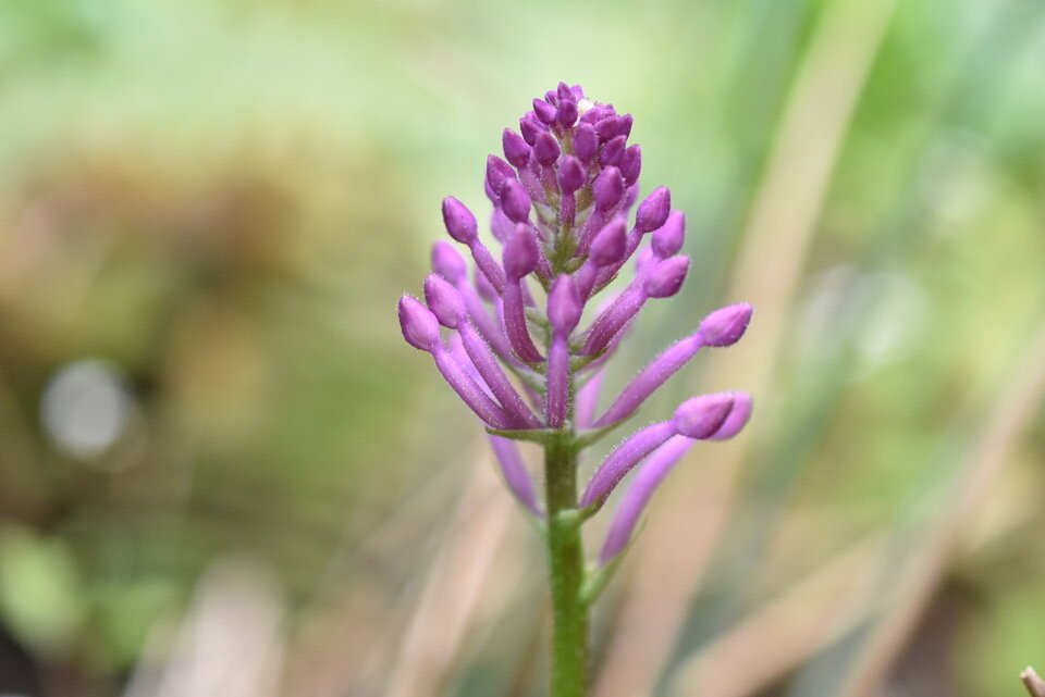 Cynorkis inermis - ORCHIDOIDEAE - Indigène Réunion - MB2_8384
