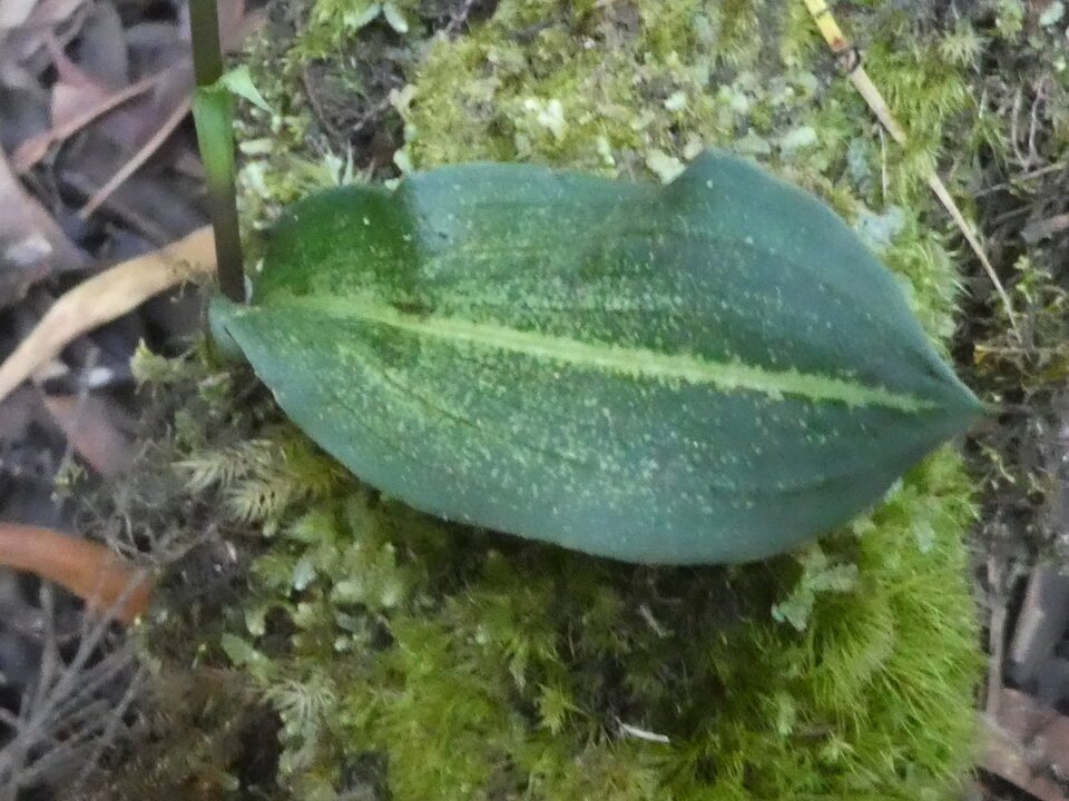 Cynorkis ridleyi - ORCHODOIDEAE - Indigène Réunion - P1050230