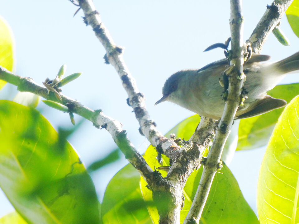 Geniostoma borbonicum - Bois de piment "de France"- LOGANIACEAE - Endémique Réunion, Maurice - P1050209