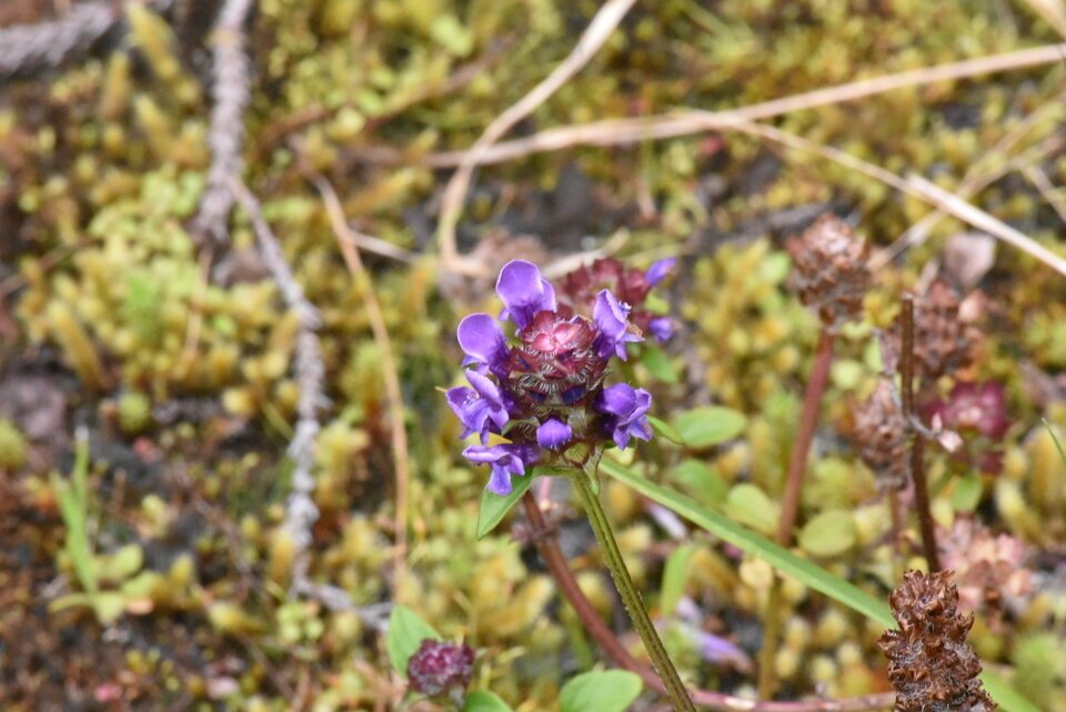 Prunella vulgaris - Herbe catois - LAMIACEAE - Cosmopolite - EE - MB2_8339